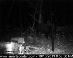BedandBreakfast-NewFeeder_10102013_5813376.jpg